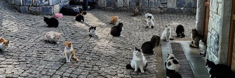 توتِ فرنگی banner