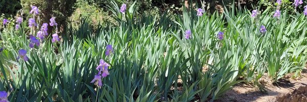 SoCal_CAT Profile Banner