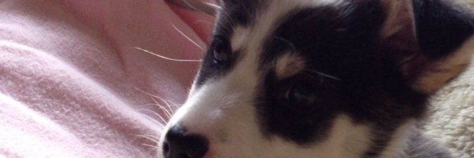 ann_a459's profile banner image