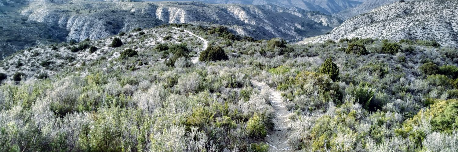 Alex Gutiérrez-Dalmau banner