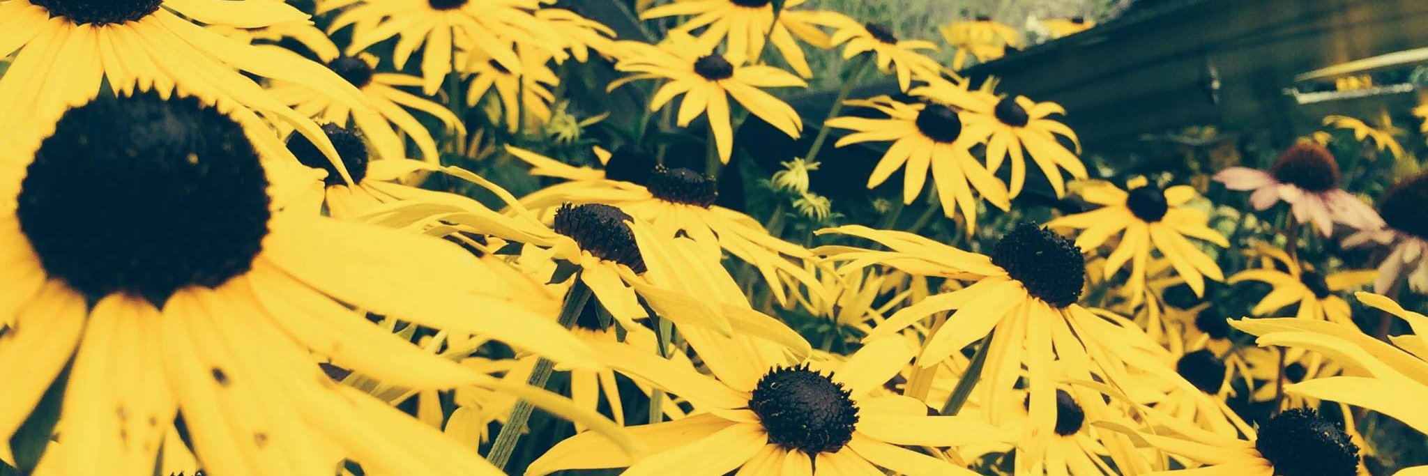 rrpete1's profile banner image