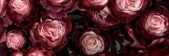 ℒ✯'s banner