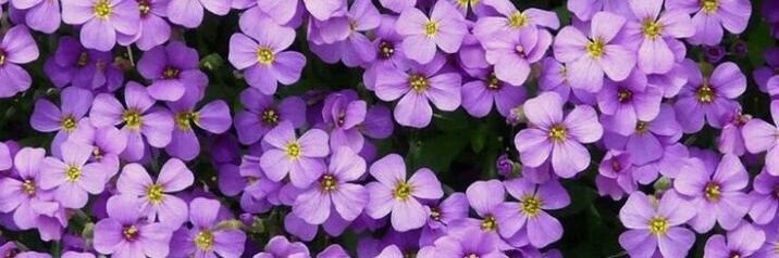 roya_bab's profile banner image
