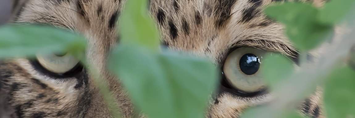 divanlamp's profile banner image