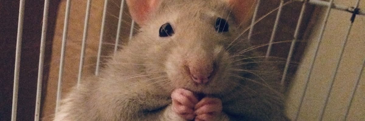 ParlaR6S's profile banner image