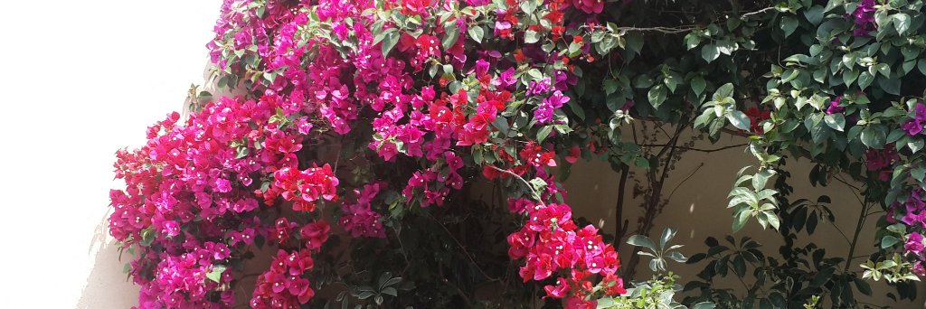 scaballero2's profile banner image