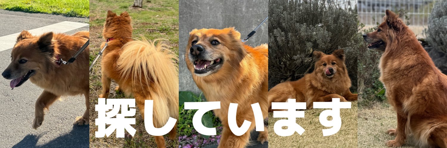 ちい🆘茨城県小美玉市田木谷 迷子犬を探しています banner