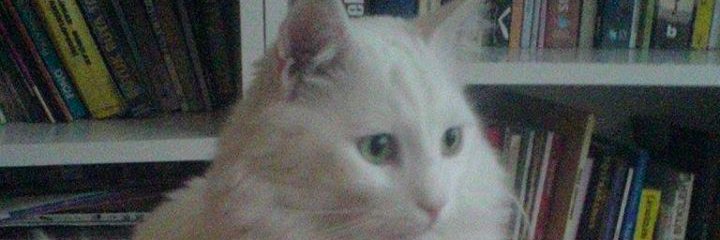 1234abceni's profile banner image