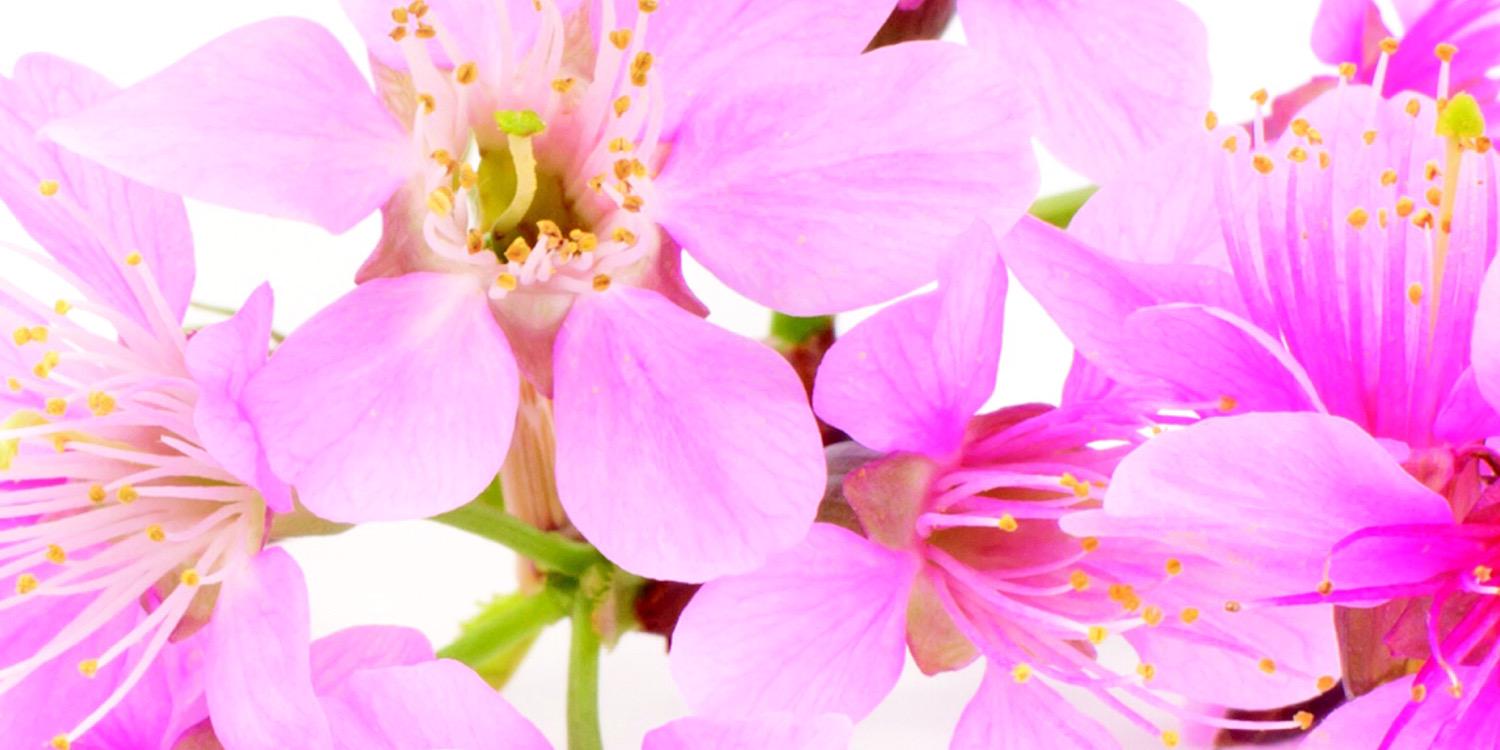 HeavenDesignPR's profile banner image