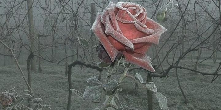 Jordan Nicole McCabe banner