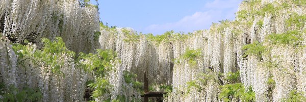 tzhaya Profile Banner