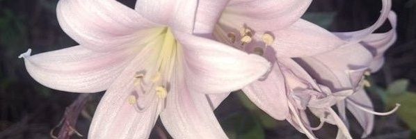 CasperRebe8040's profile banner image