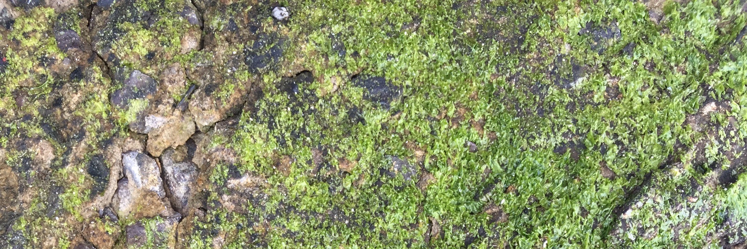 Nick Suttner (?) banner