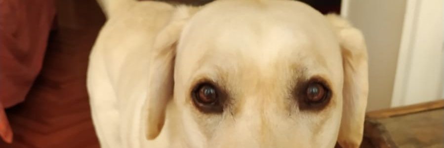 vjrtormel's profile banner image