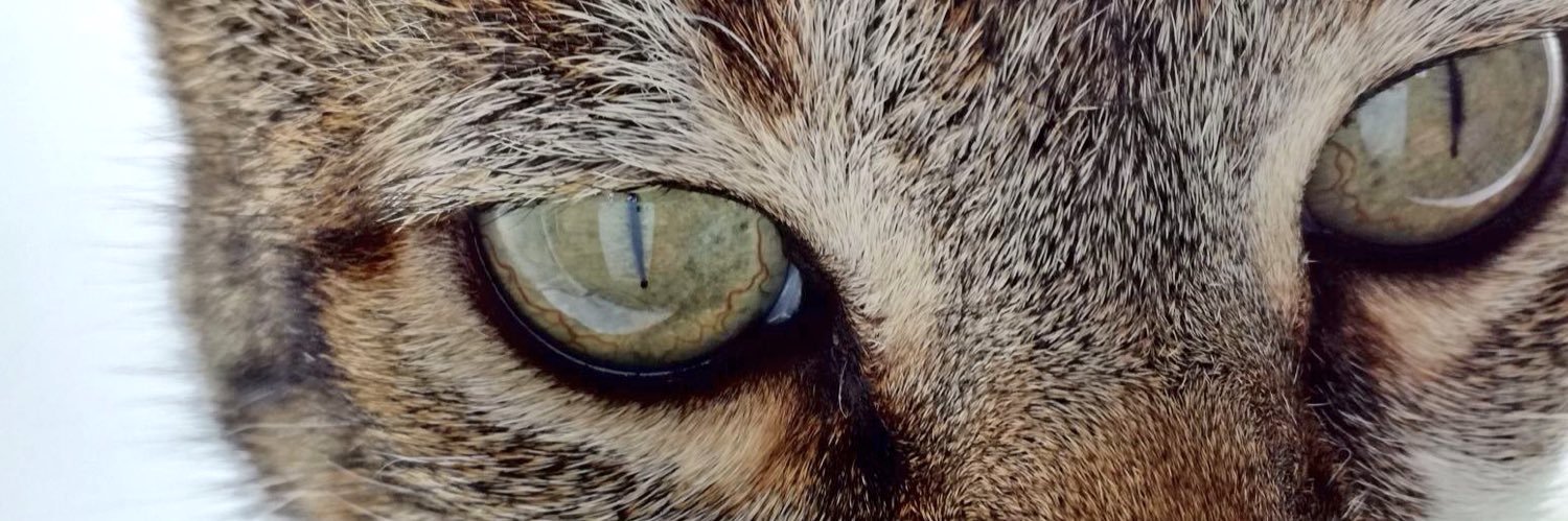 minidexter's profile banner image