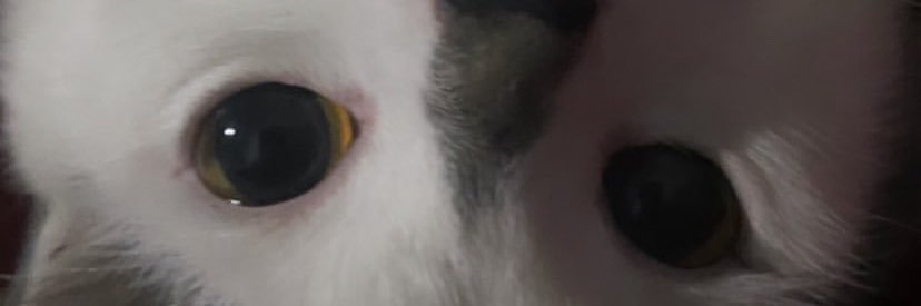 Rara banner