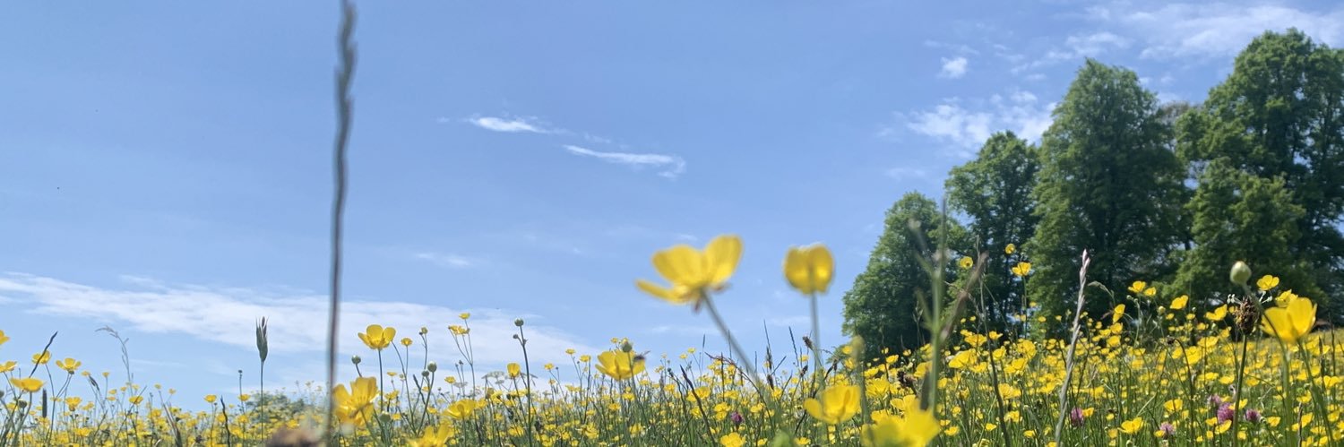 CaiReaich's profile banner image