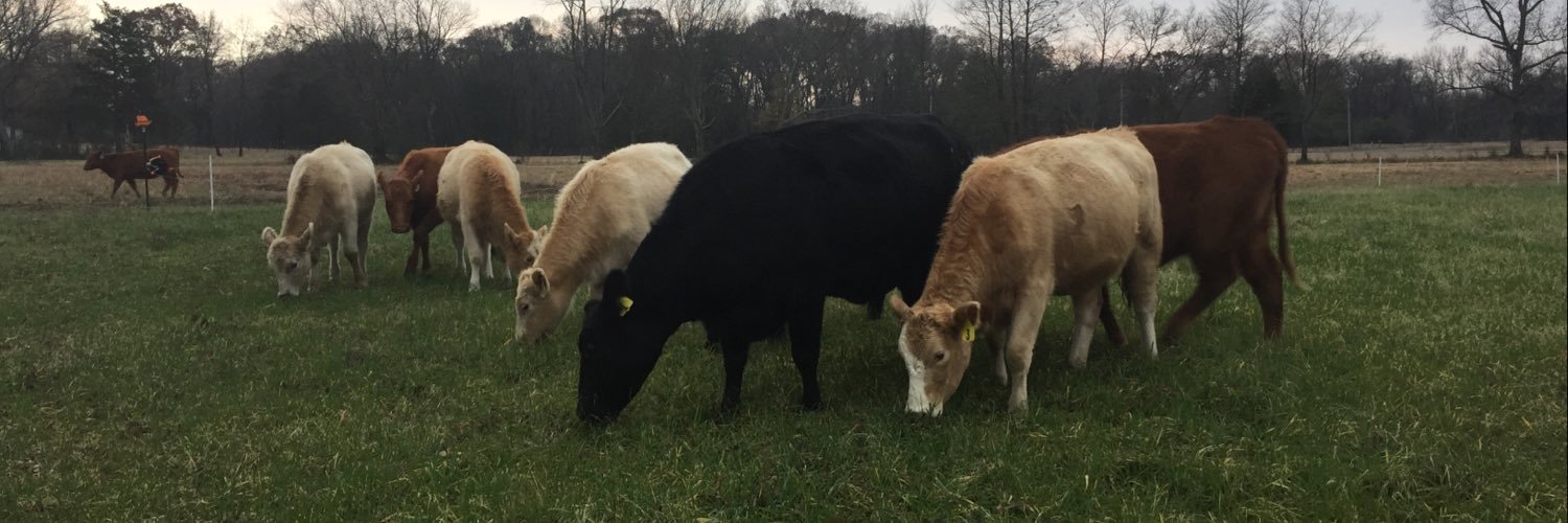 UAEX_CATTLE's profile banner image