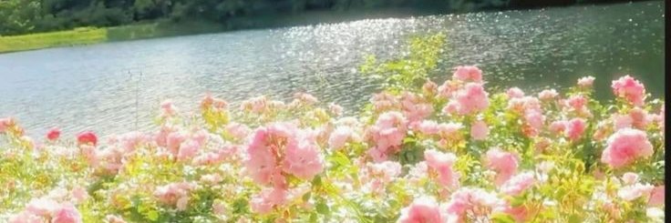 🌼 Leanney Bear 🌼 banner