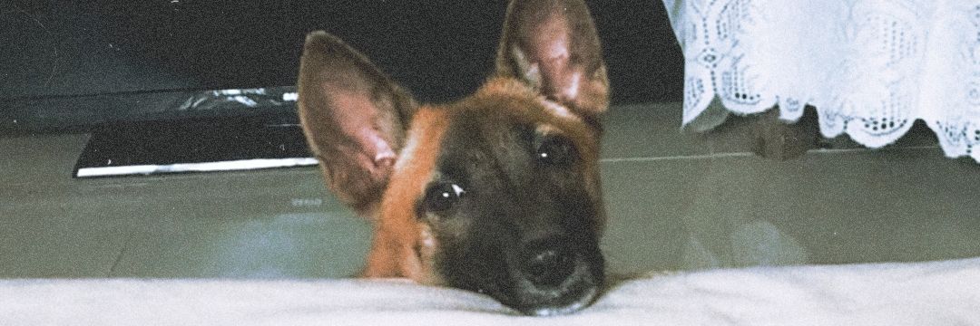 shairadalog's profile banner image