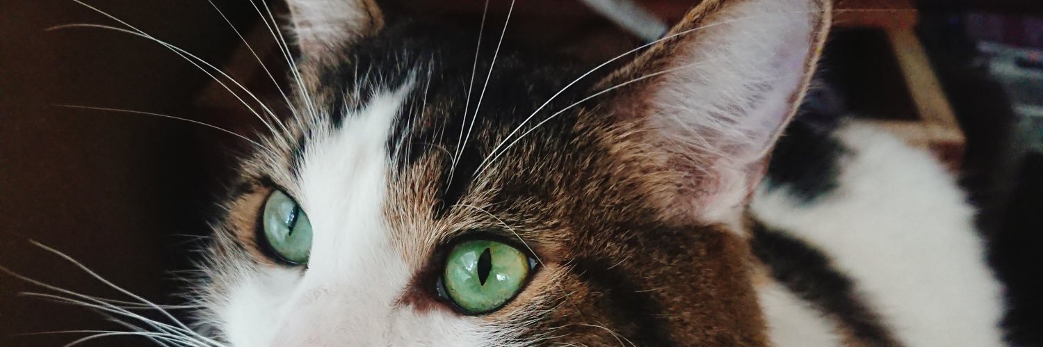 cacklinging's profile banner image