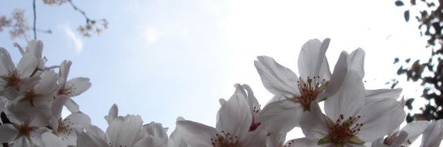 mixcatjam's profile banner image