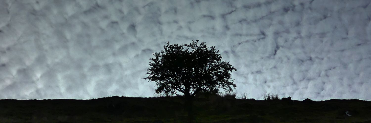 msloader's profile banner image