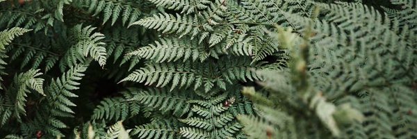 MiaLindeque Profile Banner