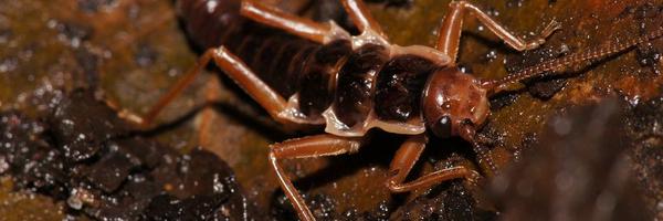 _cawan_ Profile Banner