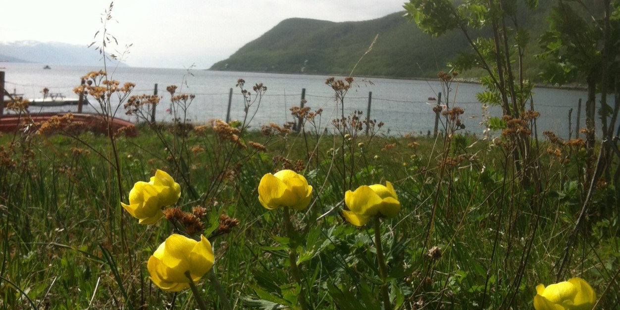 Ingrid Dønnestad banner