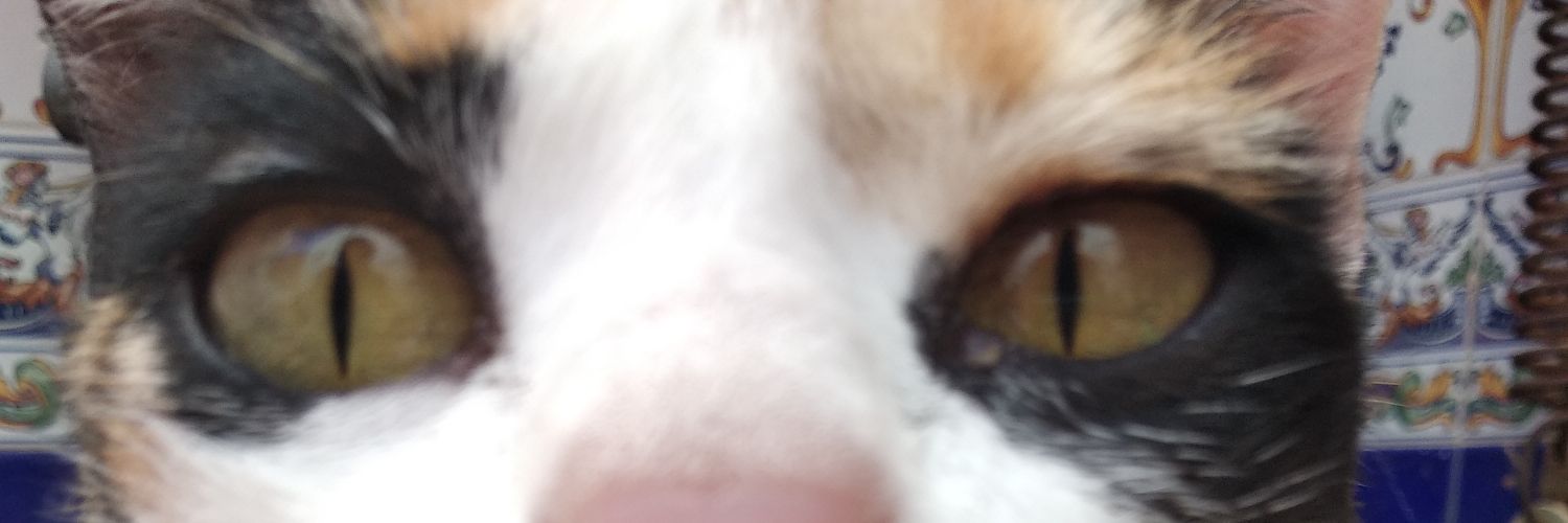 KnoutK's profile banner image