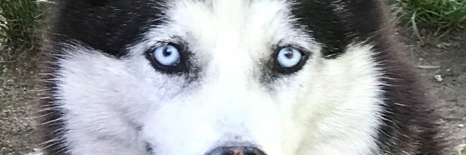 Dissent Doe = "PogoWasRight@infosec.exchange" banner