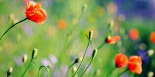 Amanda_RAntolin's profile banner image