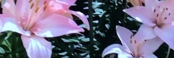 l banner