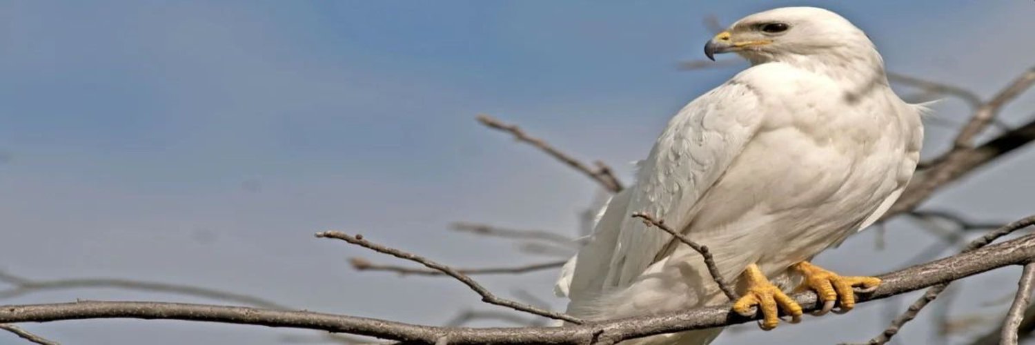 White Flight Fren banner