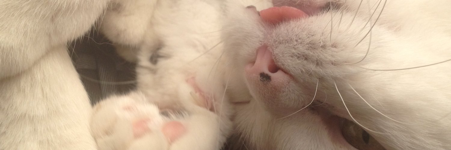 somecatfish's profile banner image