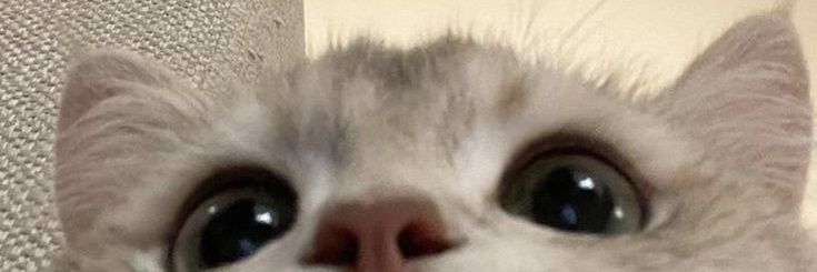 Look-ka-te ft. แอคสำรอง ✨️🐈 banner