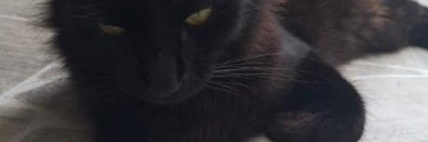 lucasdwn_dev Profile Banner