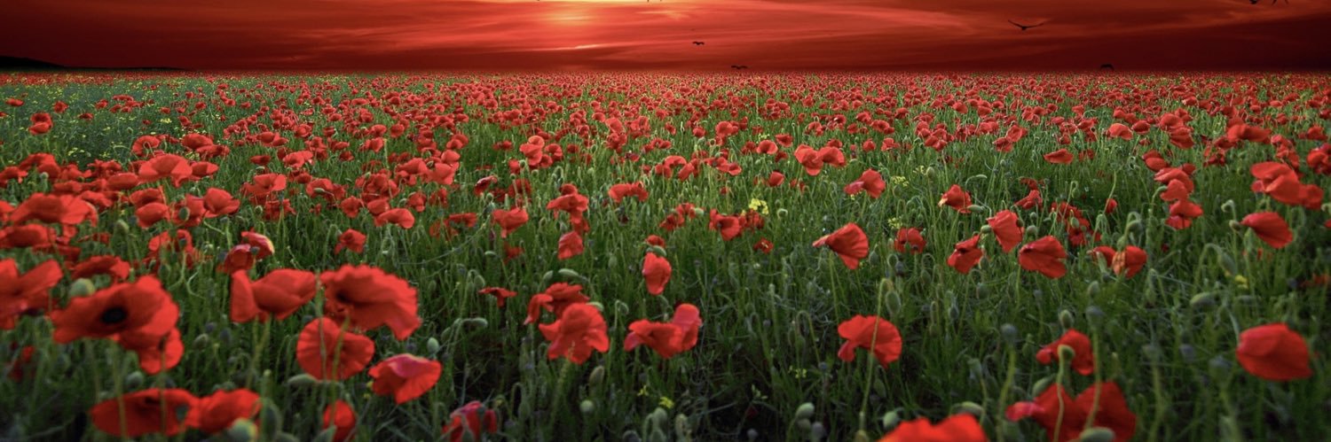 Lis Soderberg 🎗🕊🇺🇦🇨🇦🇸🇪🏳️‍🌈☮️ banner