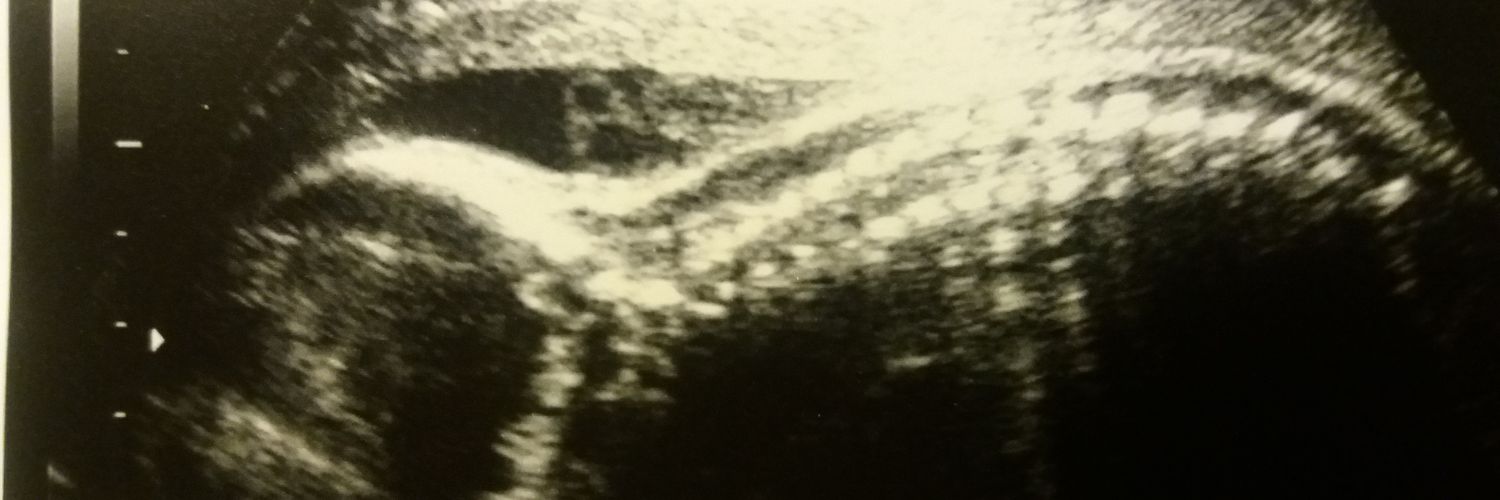 petitapussa's profile banner image