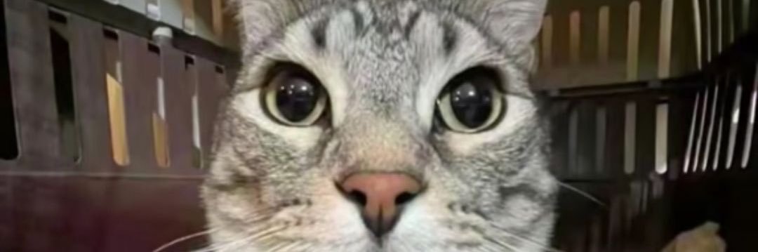 nana banner
