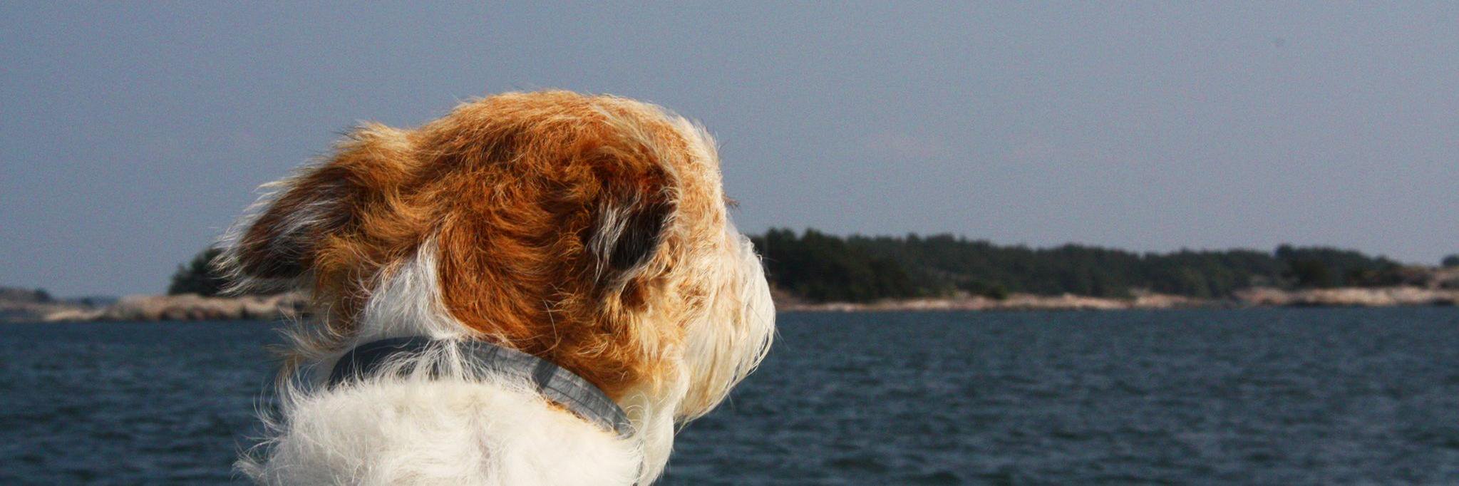 Soffefii's profile banner image