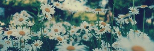 Paz 💚💜 banner
