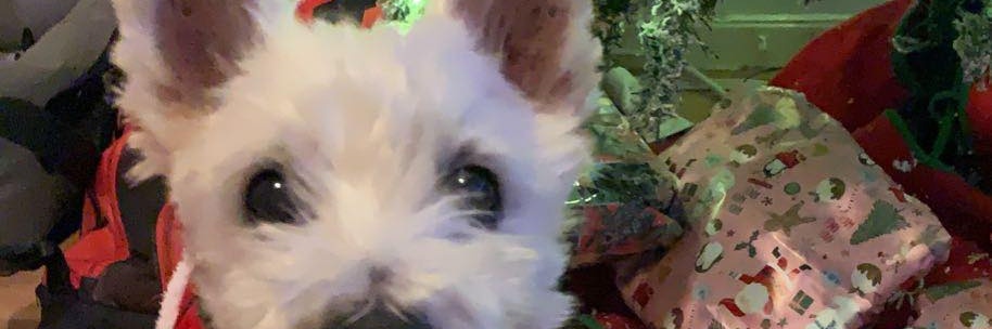 SWClareLewis's profile banner image