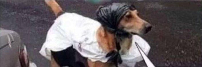 grocarpdl's profile banner image