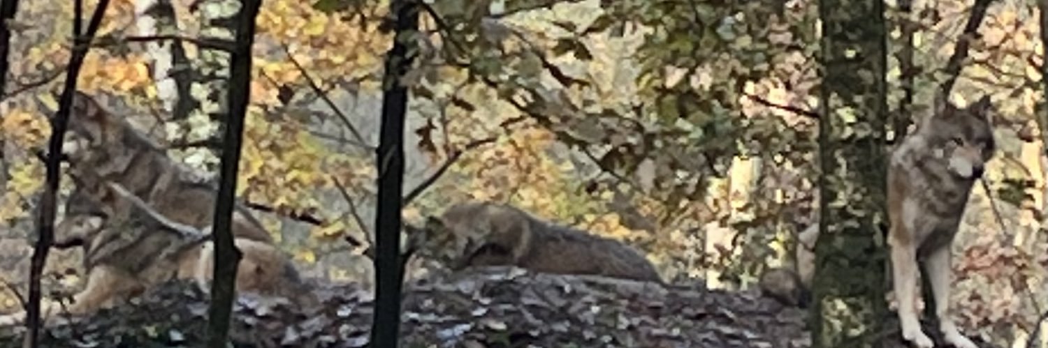 Jessica Bruinekool (김 희정) banner