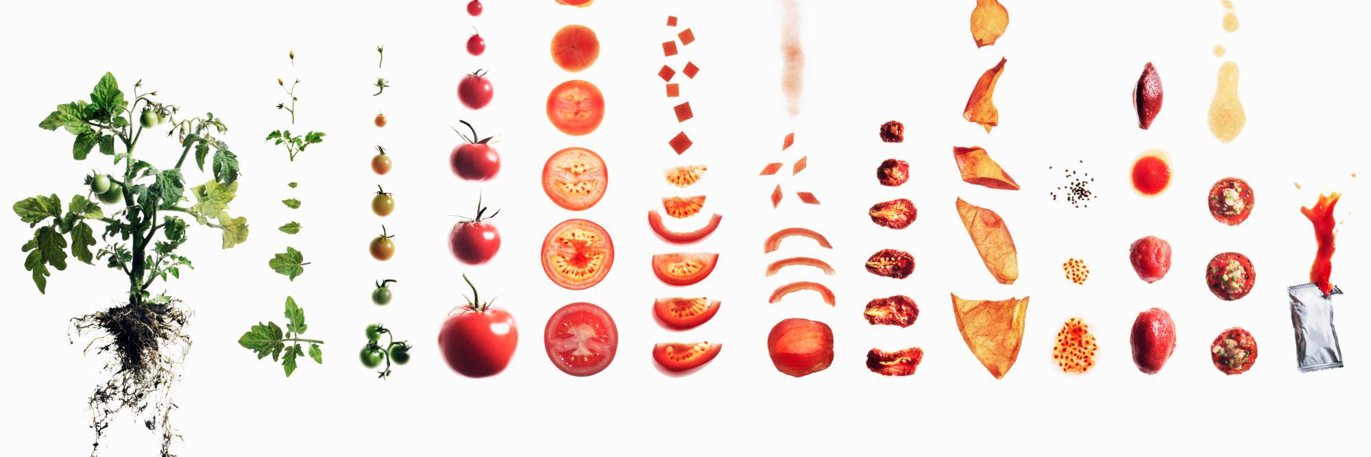Sandra Tirado banner
