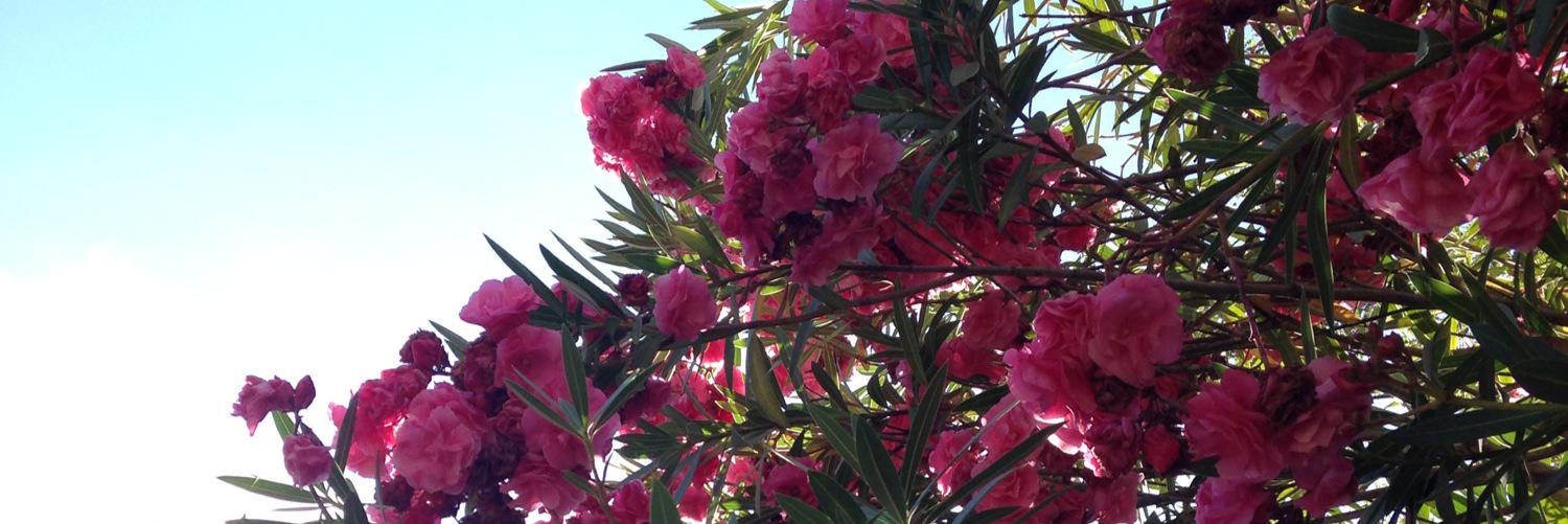 madelinereto's profile banner image