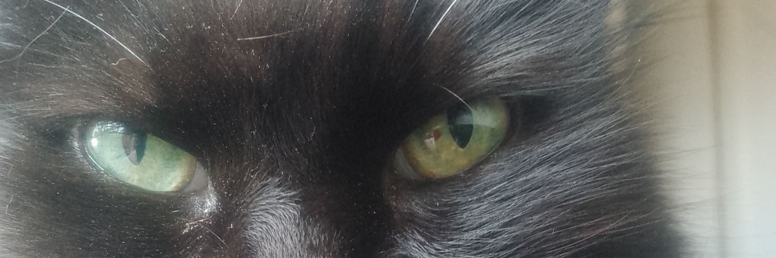 golondrina del sur ❤ banner