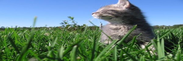 realshitcat Profile Banner